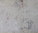 Hibolithes semisulcatus (M�NSTER 1830) - Bild &copy; FossNet FossilienStore